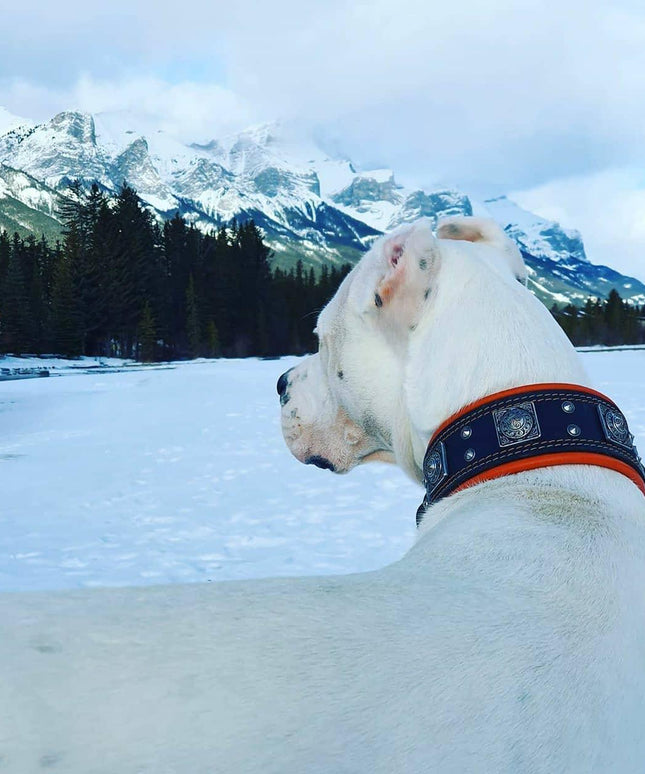 The "Eros" collar 2.5 inch wide black & red-4