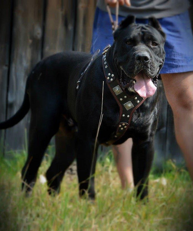The "Eros" harness brown-1