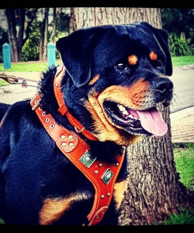 The "Eros" harness brown-2