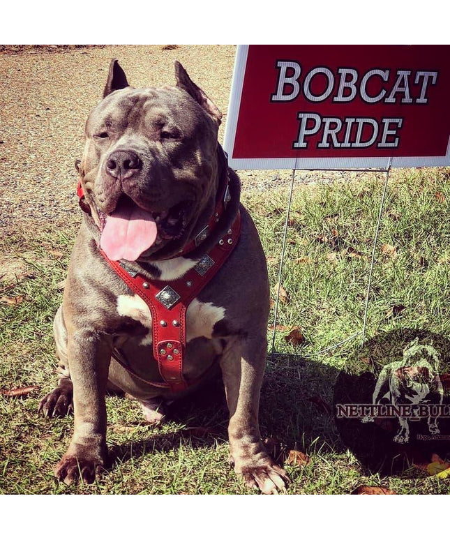 The "Eros" harness RED
