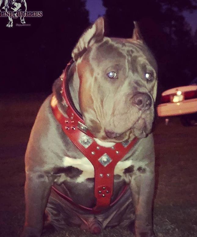 The "Eros" harness RED-1