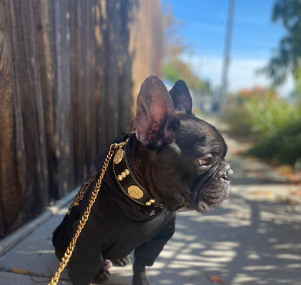 The "Maximus" collar 2 inch wide gold decoration