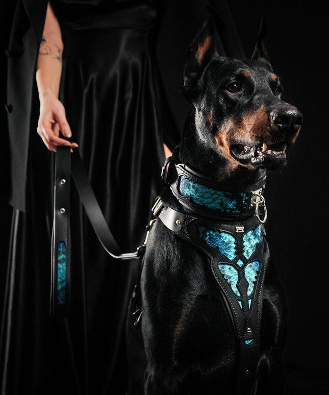 The ''Morelia Python'' collar-4