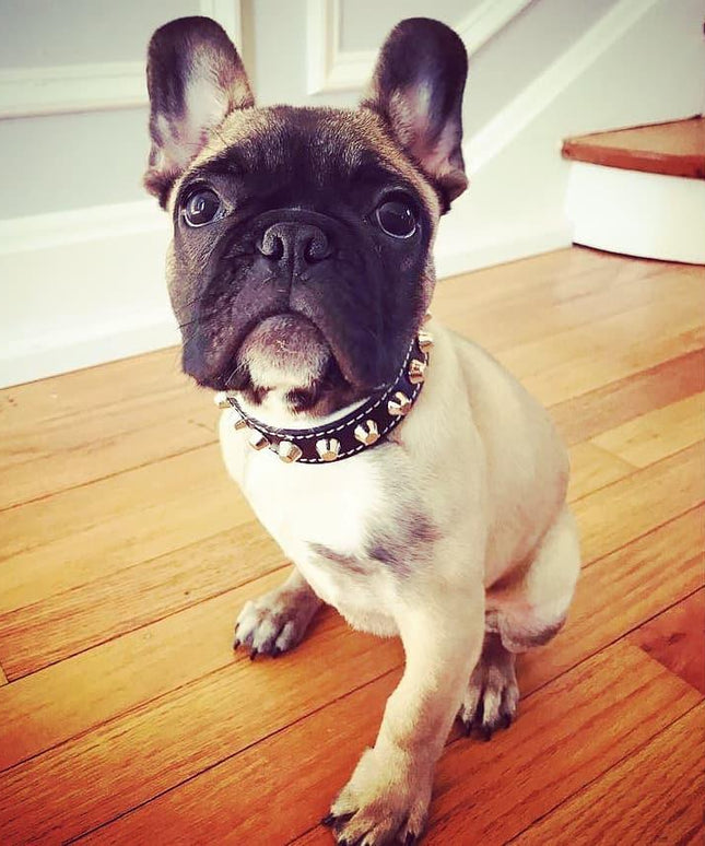 The "Rock" collar-1
