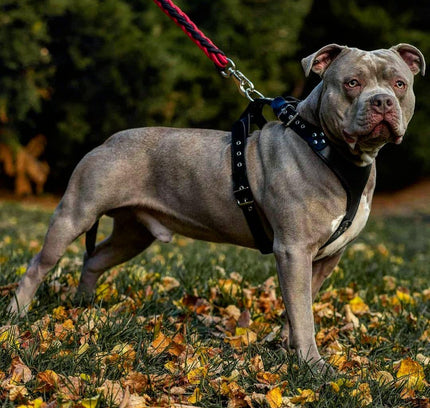 El arnés ''Style'' Negro 