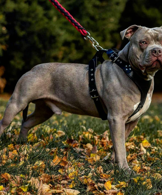 El arnés ''Style'' Negro 