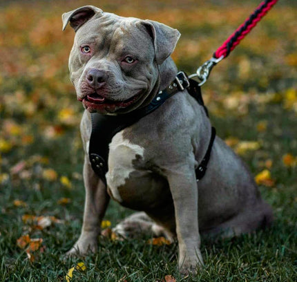 El arnés ''Style'' Negro 