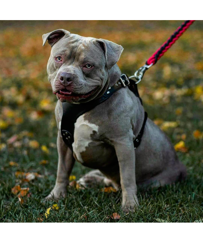 El arnés ''Style'' Negro 