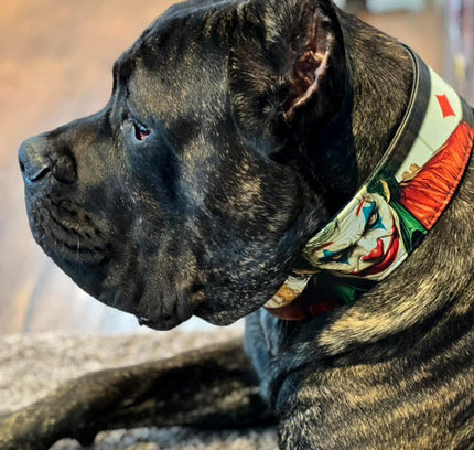 The JK Limited Collar-4