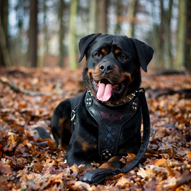'BATMAN'' HARNESS