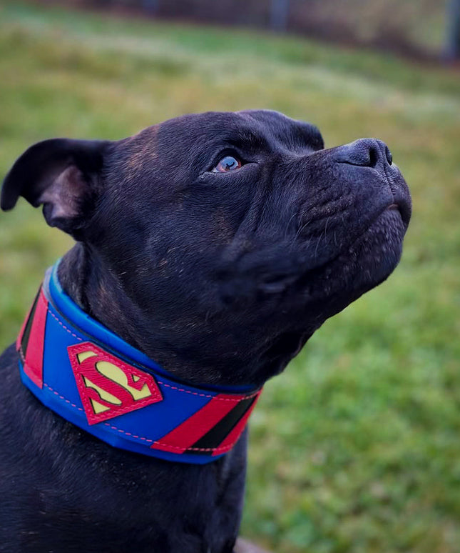 Superdog Collar-2